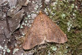 Attēlu rezultāti vaicājumam “Erannis defoliaria imago”