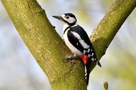 Attēlu rezultāti vaicājumam “Dendrocopos major”