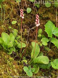 Attēlu rezultāti vaicājumam “Pyrola minor”