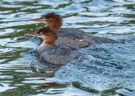 Attēlu rezultāti vaicājumam “Mergus merganser female”