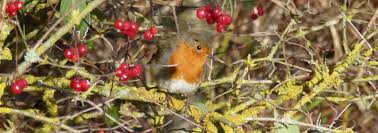 Attēlu rezultāti vaicājumam “Erithacus rubecula eggs”