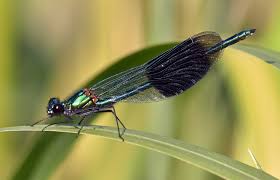 Attēlu rezultāti vaicājumam “Calopteryx splendens”
