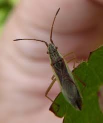 Attēlu rezultāti vaicājumam “Myrmus miriformis”