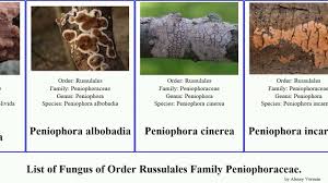 Attēlu rezultāti vaicājumam “Peniophora laurentii”