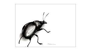 Attēlu rezultāti vaicājumam “Attelabus nitens”