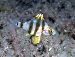Image result for Diplodus cervinus
