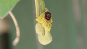 Attēlu rezultāti vaicājumam “Aristolochia durior flower”