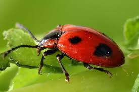 Attēlu rezultāti vaicājumam “Endomychus coccineus”
