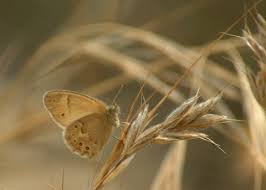 Attēlu rezultāti vaicājumam “Seligeria donniana sporophyte”