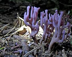Attēlu rezultāti vaicājumam “Clavulina amethystina”