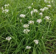 Image result for Allium tuberosum