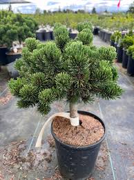 Attēlu rezultāti vaicājumam “Pinus mugo”