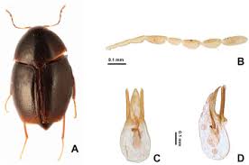 Attēlu rezultāti vaicājumam “Scaphisoma sp.”