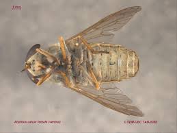 Attēlu rezultāti vaicājumam “Tabanidae”