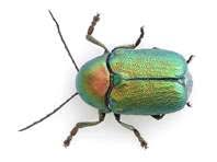 Attēlu rezultāti vaicājumam “Cryptocephalus aureolus, Cryptocephalus sericeus”