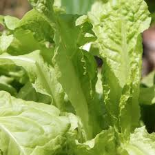 Image result for Pflücksalat