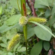 Attēlu rezultāti vaicājumam “Carex pseudocyperus female flower”