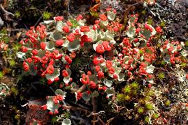 Attēlu rezultāti vaicājumam “Cladonia floerkeana”