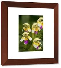 Attēlu rezultāti vaicājumam “Galeopsis speciosa flower”