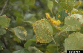 Attēlu rezultāti vaicājumam “Gymnosporangium sp.”