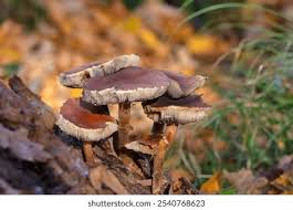 Attēlu rezultāti vaicājumam “Hypholoma lateritium”