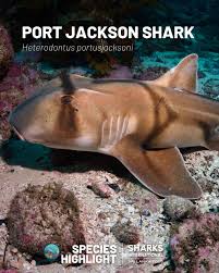 Image result for Heterodontus portusjacksoni