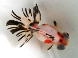 Image result for 出目金