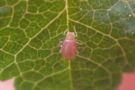 Attēlu rezultāti vaicājumam “Diplolepis bicolor”