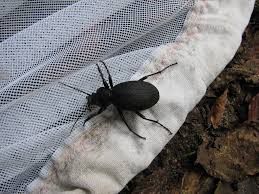 Attēlu rezultāti vaicājumam “Carabus coriaceus”