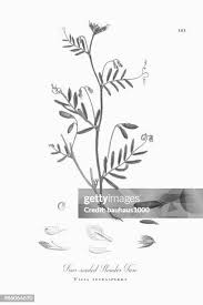 Attēlu rezultāti vaicājumam “Vicia hirsuta”