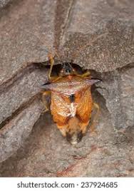 Attēlu rezultāti vaicājumam “Elasmucha ferrugata”