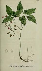 Attēlu rezultāti vaicājumam “Epimedium alpinum”