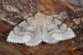 Attēlu rezultāti vaicājumam “Lymantria dispar”