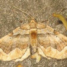 Attēlu rezultāti vaicājumam “Pelurga comitata”