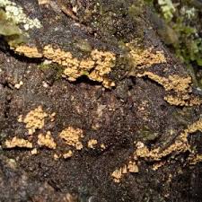 Attēlu rezultāti vaicājumam “Merismodes anomala”