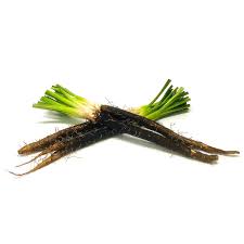 Image result for Schwarzwurzeln