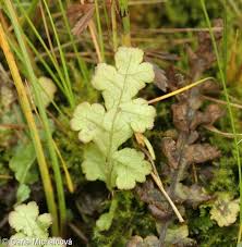 Attēlu rezultāti vaicājumam “Pedicularis sceptrum-carolinum leaf”