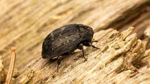 Attēlu rezultāti vaicājumam “Byrrhidae”