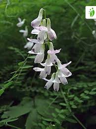 Attēlu rezultāti vaicājumam “Vicia sylvatica flower”