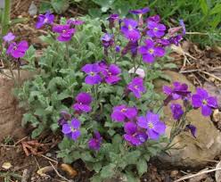 Attēlu rezultāti vaicājumam “Aubrieta deltoidea flower”