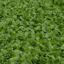 Image result for Zichorie