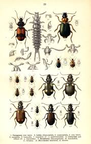 Attēlu rezultāti vaicājumam “Panagaeus cruxmajor”
