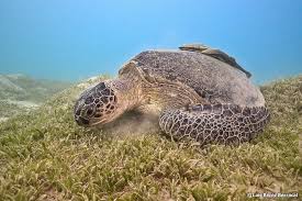 Image result for Chelonia mydas
