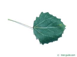 Attēlu rezultāti vaicājumam “Populus tremula”