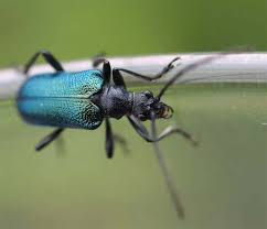 Attēlu rezultāti vaicājumam “Gaurotes virginea”