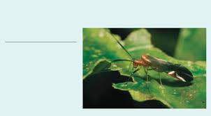 Attēlu rezultāti vaicājumam “Psocoptera”