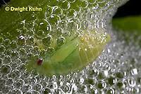 Attēlu rezultāti vaicājumam “Philaenus spumarius nymph”