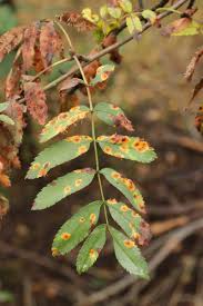 Attēlu rezultāti vaicājumam “Gymnosporangium cornutum”