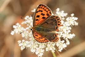 Attēlu rezultāti vaicājumam “Lycaeniinae”