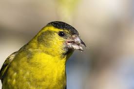 Attēlu rezultāti vaicājumam “Carduelis spinus male”